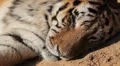 Orange Siberian Tiger (Panthera Tigris Altaica) Amur, Altaic, Ussuri Tiger HD Footage