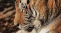 Orange Siberian Tiger (Panthera Tigris Altaica) Amur, Altaic, Ussuri Tiger HD Footage