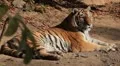 Orange Siberian Tiger (Panthera Tigris Altaica) Amur, Altaic, Ussuri Tiger HD Footage