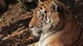 Orange Siberian Tiger (Panthera Tigris Altaica) Amur, Altaic, Ussuri Tiger HD Footage
