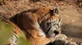 Orange Siberian Tiger (Panthera Tigris Altaica) Amur, Altaic, Ussuri Tiger HD Footage