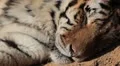 Orange Siberian Tiger (Panthera Tigris Altaica) Amur, Altaic, Ussuri Tiger HD Footage