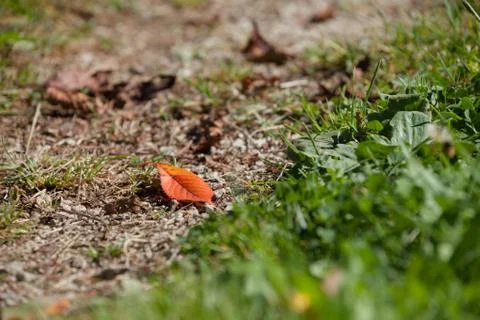 An orange single leaf long a mountain path at fall Fotos Stock