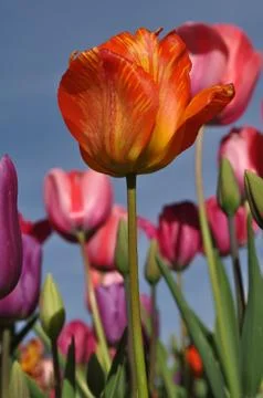 Orange single tulip Foto stock