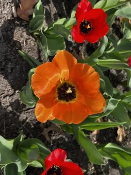 Orange single tulip Фото