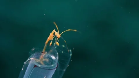 Orange Skeleton Shrimp on Blue Tunicate Video stock 76203211