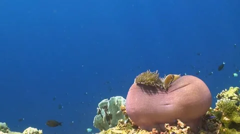Orange skunk clownfish Stock Footage 42328438