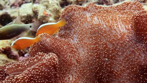 Orange Skunk Clownfish in Host Anemone on Coral Reef Stock Footage 346568922