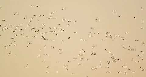 Orange Sky full of parrots flying away in slow motion an Amazing spectacle 스톡 동영상 194498119