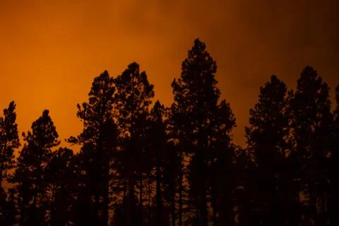 Orange sky with pine trees Stock Photos