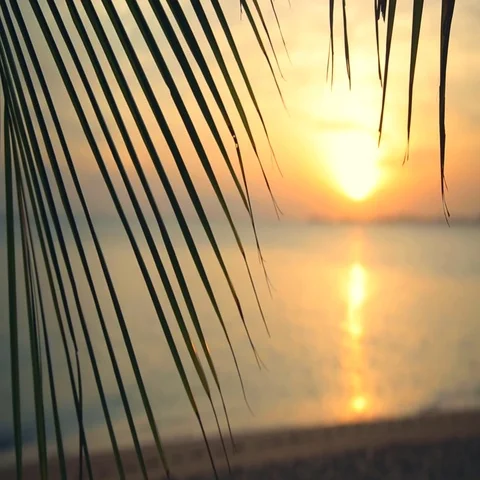 Orange Sky Silhouette Palm Tree Branch Nature Sunset Beach Sea Tropical Island 動画素材 69280409