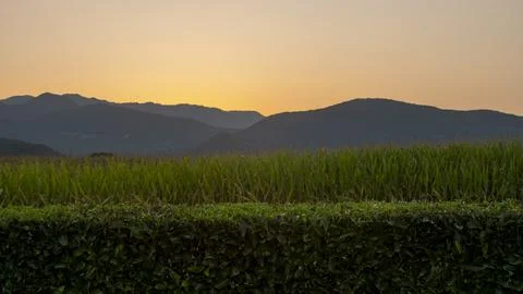 Orange sky of a sunset between mountains and a corn field. Stock Photos