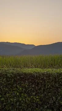 Orange sky of a sunset between mountains and a corn field. Stock Photos