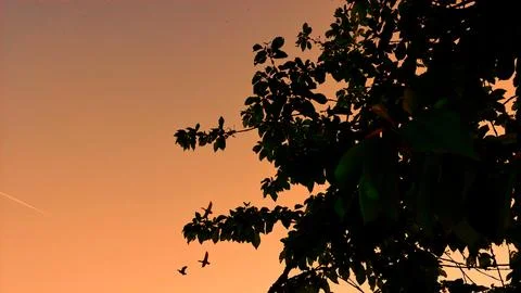 Orange Sky Sunset Stock Photos
