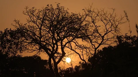 Orange Sky Through Skeleton Trees Video stock 74359396