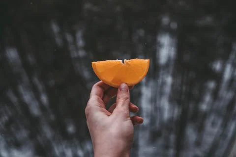 Orange slice on the background of the forest Stock Photos