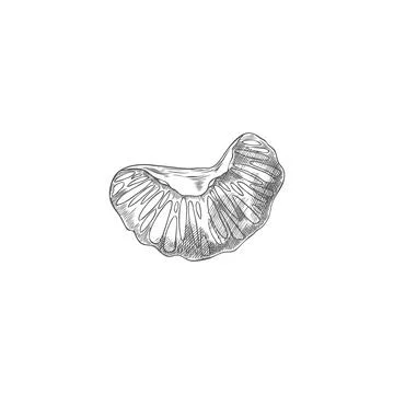 Orange slice in black and white sketch hand drawn vector illustration. Stock Illustration