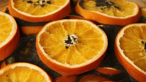 Orange slice is rotting, Mold and bacteria, Fruit quickly become small and Stock Footage