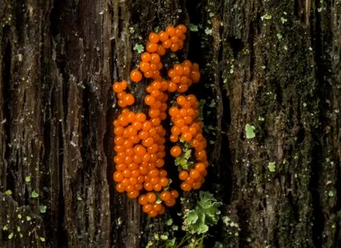 Orange Slime Mold Stock Photos