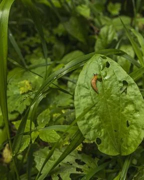 Orange Slug Crawling on a Green Leaf in a Forest Habitat Photos