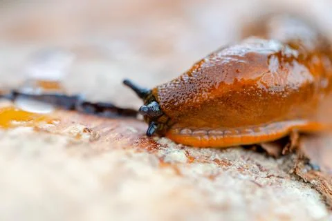 An orange slug crawls up a tree. Close-up Stock Photos