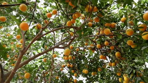 Orange small size Stock Footage 167555156