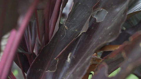 Orange snake 3 Stock Footage 128574676