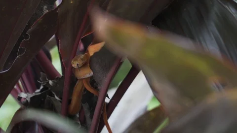 Orange snake 4 스톡 동영상 128574677