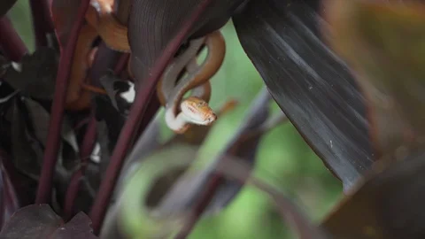 Orange snake 8 스톡 동영상 128574684