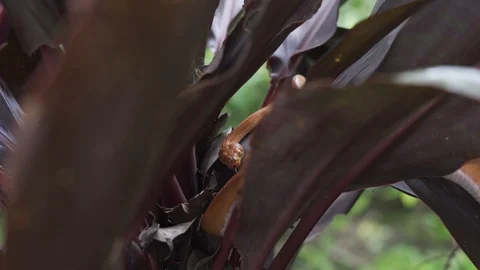 Orange snake 스톡 동영상 128574683