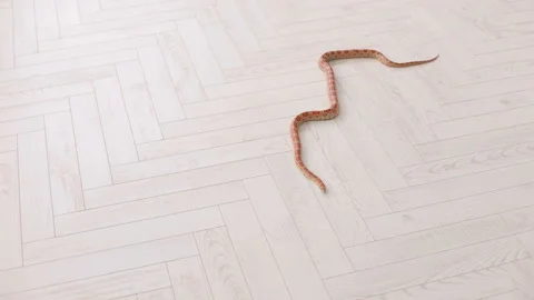 Orange snake slowly slithers around the floor. Stock Footage 93636622