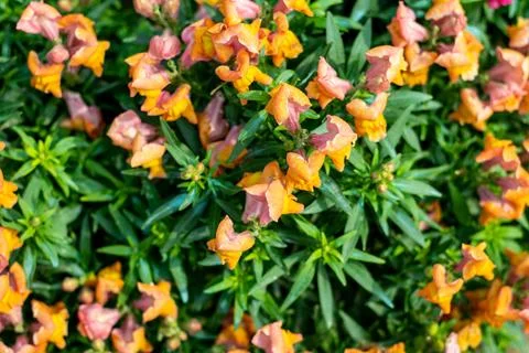 This orange snapdragon for example has a mix of soft pink flowers with peac.. Stock Photos