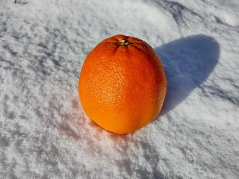 Orange on the snow - fruit Фото