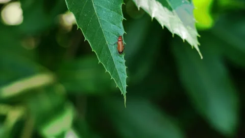 Orange soldier beetle crawling along tree leaf Stock Footage 337942579