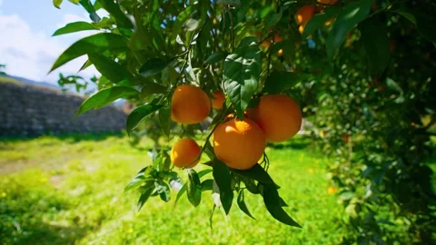 Orange in Soller, Mallorca, Spain Stock-Footage 248322722