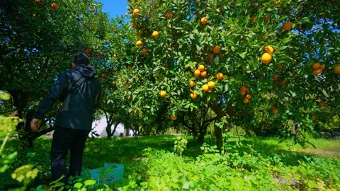 Orange in Soller, Mallorca, Spain Vídeos de archivo 248322872
