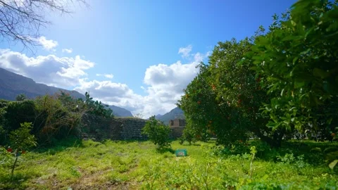 Orange in Soller, Mallorca, Spain Vídeos de archivo 248322956