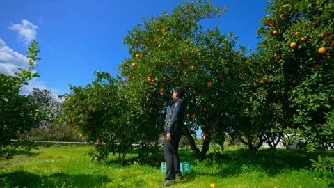 Orange in Soller, Mallorca, Spain Stock Footage 248322964