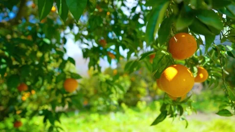 Orange in Soller, Mallorca, Spain Vídeos de archivo 248323066