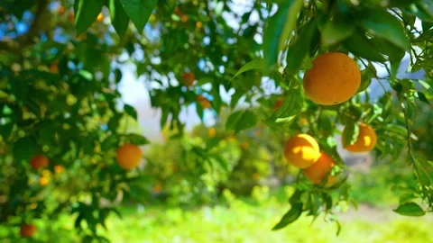 Orange in Soller, Mallorca, Spain 스톡 동영상 248323140