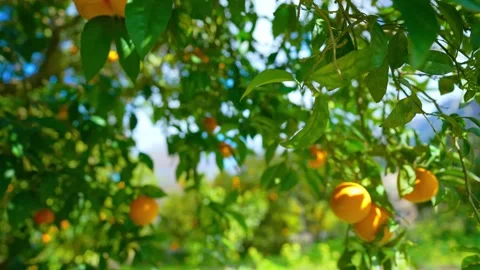 Orange in Soller, Mallorca, Spain Stock Footage 248323175