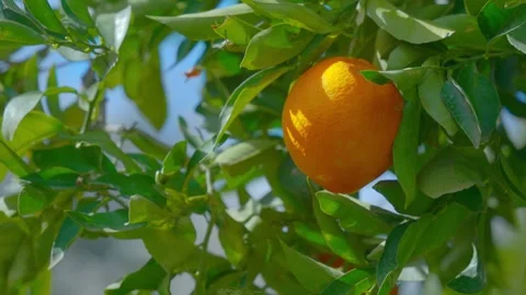 Orange in Soller, Mallorca, Spain Vídeos de archivo 248323592