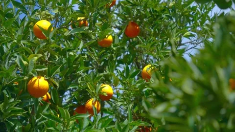 Orange in Soller, Mallorca, Spain Vídeos de archivo 248323750