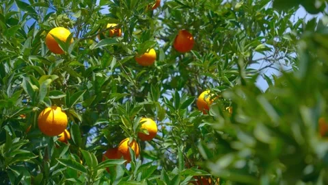 Orange in Soller, Mallorca, Spain Stock Footage 248323753