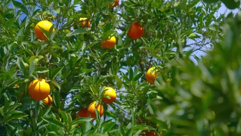 Orange in Soller, Mallorca, Spain 動画素材 248323804