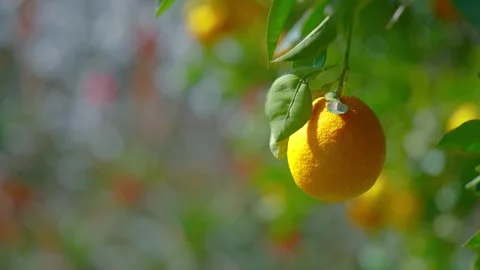 Orange in Soller, Mallorca, Spain 스톡 동영상 248323927