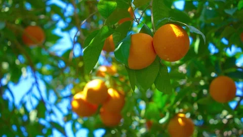 Orange in Soller, Mallorca, Spain Vídeos de archivo 248323956