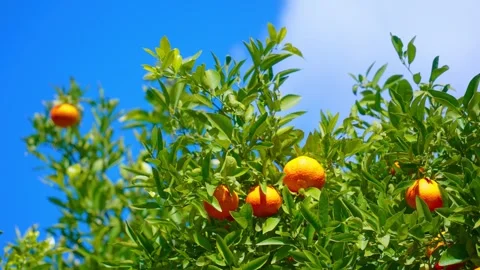 Orange in Soller, Mallorca, Spain Stock Footage 248326539