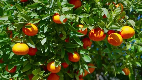 Orange in Soller, Mallorca, Spain 스톡 동영상 248326540