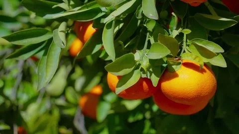 Orange in Soller, Mallorca, Spain 스톡 동영상 248327064